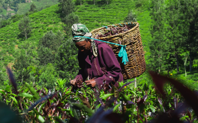 Purple tea in Kenya